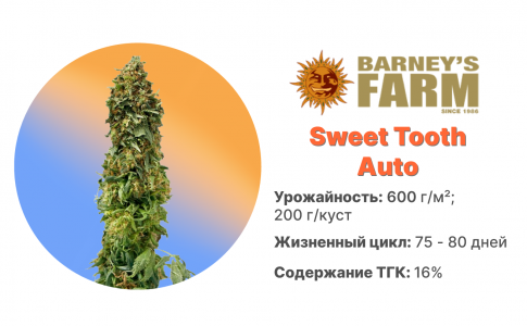 Sweet Tooth Auto