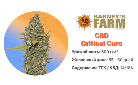 CBD Critical Cure