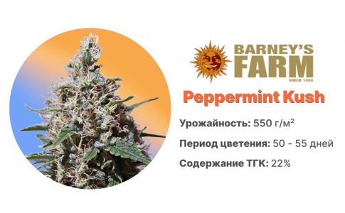 Peppermint Kush 
