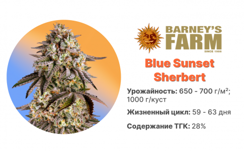 Blue Sunset Sherbert