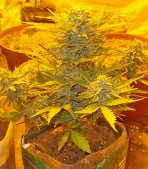 Lowryder_2_reg_sort_kannabisa__b87HuBwZzC1FwhEY.jpg Lowryder_2_reg_sort_kannabisa__b87HuBwZzC1FwhEY.jpg