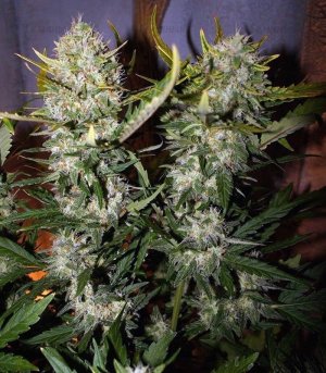 Pineapple_Express_FastBuds_konoplya__vTNxTPTQSgqrr9s7.jpg