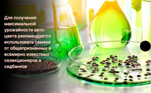 Причины медленного роста автоцвета Причины медленного роста автоцвета