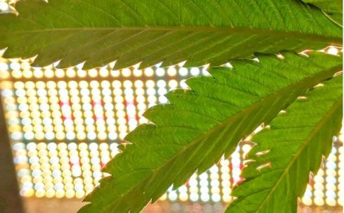 LED светильники для конопли LED светильники для конопли