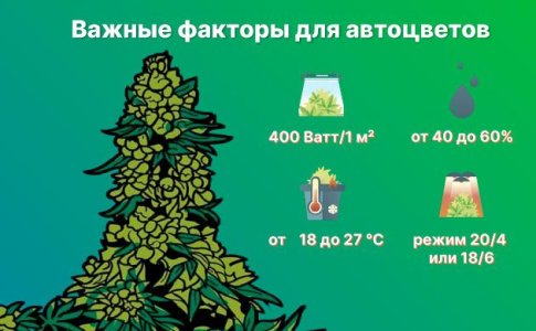 особенности выращивания автоцветов