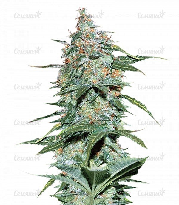 sort_Amnesia_Auto_WoS__4mj0tiCXmbUpFs0F.jpg