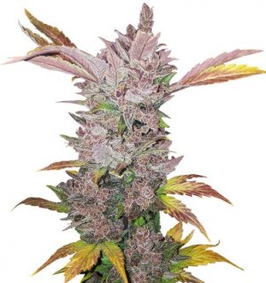 lsd auto.jpg