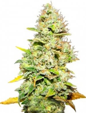 white widow.jpg white widow.jpg
