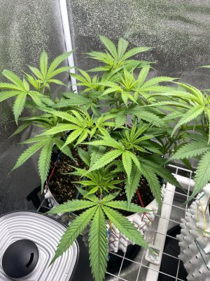 IMG_1514.jpeg