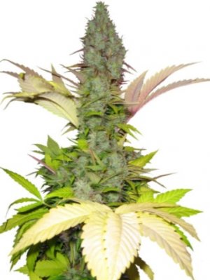 white widow.jpg