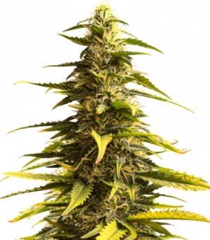 sour diesel auto.jpg