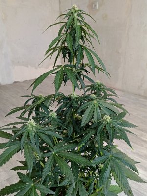 IMG_20240414_144958.jpg