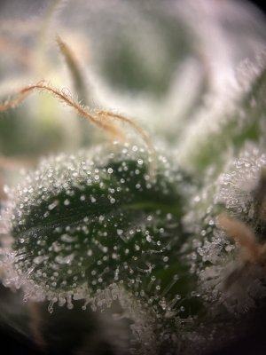 IMG_5715.jpeg