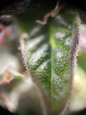IMG_6742.jpeg