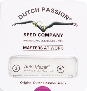 auto mazar.jpg