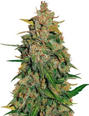 lemon ak auto.jpg