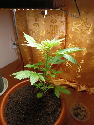 IMG_20240524_102439.jpg