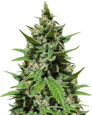 Gelato auto.jpg