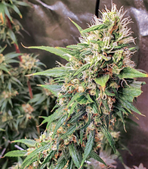 1645806670473.png