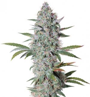 bruce banner auto.jpg