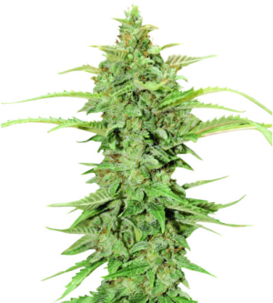 cbd green crack.png