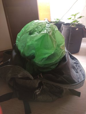 cleaned_IMG20240603094705.jpg