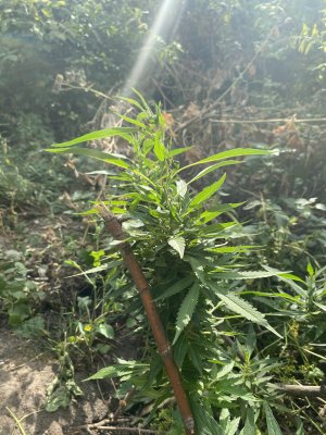 IMG_6790.jpeg