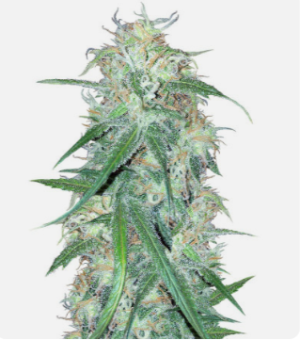 superlemonhaze.png