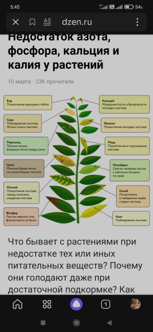 Screenshot_2024-08-09-05-45-37-817_ru.yandex.searchplugin.jpg