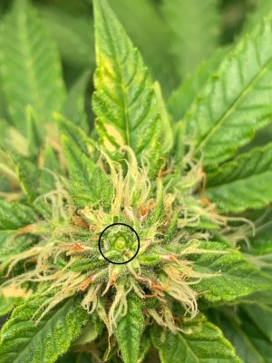 IMG_6881.jpeg